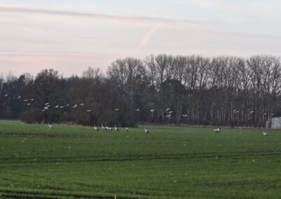 Kraniche rasten im Planungsgebiet.