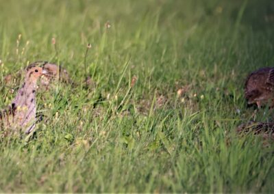 Artenvielfalt im Planungsgebiet Poppendorf Nord