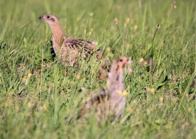 Artenvielfalt im Planungsgebiet Poppendorf Nord