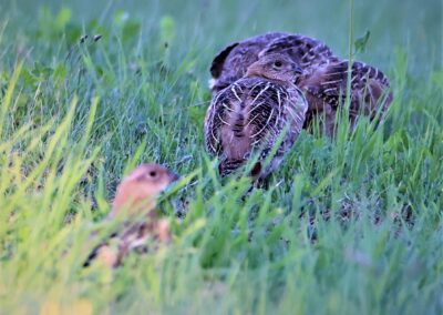 Artenvielfalt im Planungsgebiet Poppendorf Nord