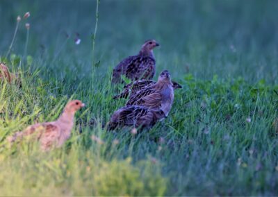 Artenvielfalt im Planungsgebiet Poppendorf Nord