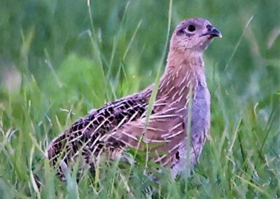 Artenvielfalt im Planungsgebiet Poppendorf Nord
