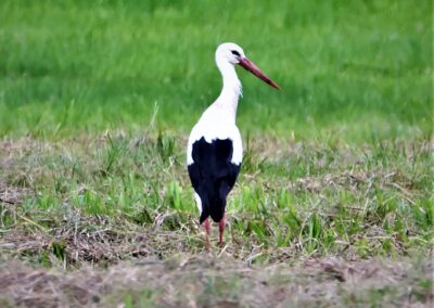 Artenvielfalt im Planungsgebiet Poppendorf Nord