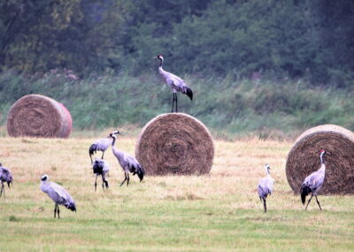 Artenvielfalt im Planungsgebiet Poppendorf Nord