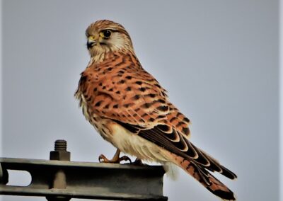 Artenvielfalt im Planungsgebiet Poppendorf Nord