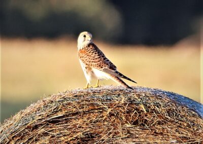 Artenvielfalt im Planungsgebiet Poppendorf Nord