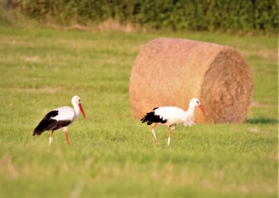 Artenvielfalt im Planungsgebiet Poppendorf Nord