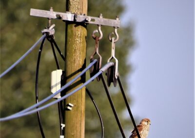 Artenvielfalt im Planungsgebiet Poppendorf Nord