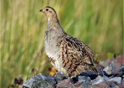 Artenvielfalt im Planungsgebiet Poppendorf Nord