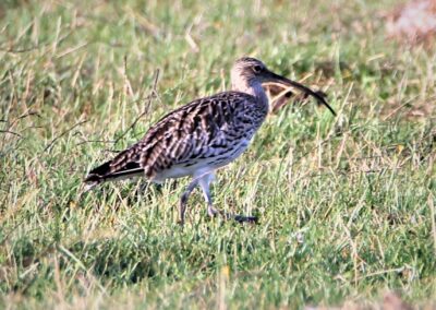 Artenvielfalt im Planungsgebiet Poppendorf Nord