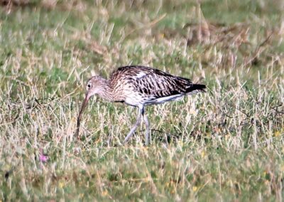 Artenvielfalt im Planungsgebiet Poppendorf Nord