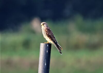 Artenvielfalt im Planungsgebiet Poppendorf Nord