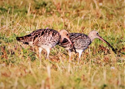 Artenvielfalt im Planungsgebiet Poppendorf Nord