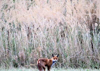 Artenvielfalt im Planungsgebiet Poppendorf Nord