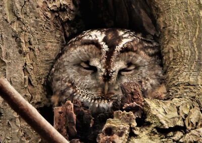 Artenvielfalt im Planungsgebiet Poppendorf Nord