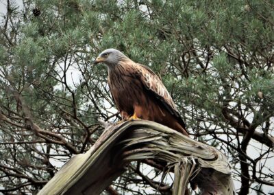Artenvielfalt im Planungsgebiet Poppendorf Nord