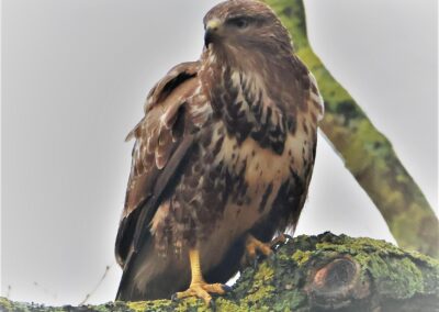 Artenvielfalt im Planungsgebiet Poppendorf Nord