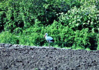 Artenvielfalt im Planungsgebiet Poppendorf Nord