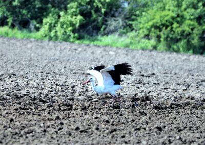 Artenvielfalt im Planungsgebiet Poppendorf Nord