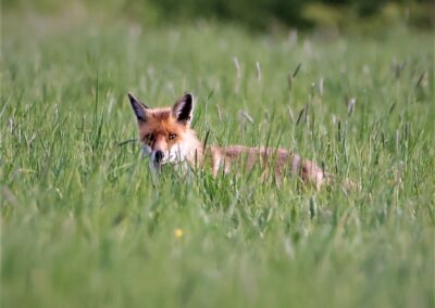 Artenvielfalt im Planungsgebiet Poppendorf Nord
