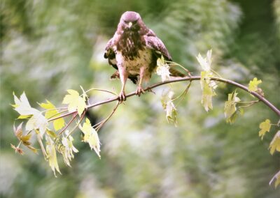 Artenvielfalt im Planungsgebiet Poppendorf Nord